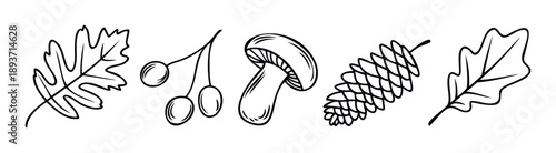 A charming collection of handdrawn autumn and forest elements including oak leaves, berries, a mushroom, and a pinecone, perfect for seasonal designs, educational materials, and natural