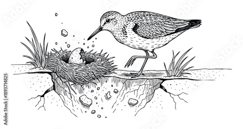 A small shorebird stands next to a fragile nest containing a hatching egg, representing new life and environmental themes for educational and wildlife conservation purposes.