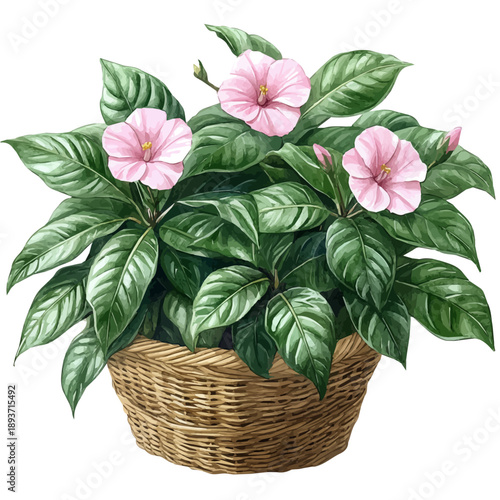 watercolor of Balsam Bouquet In A Basket illustration graphic, isolated on a white background.
