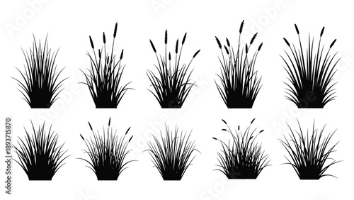 Detailed collection of various grass and meadow plant silhouettes in black on a white background for landscape design.