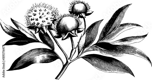 Vintage botanical sketch of milkweed seed pod with fluff from 19th century