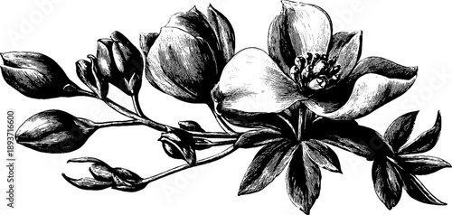 Vintage botanical engraving of monkshood aconite flowering plant for design