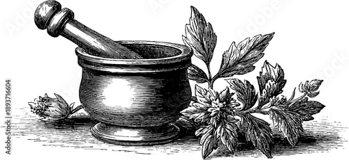 Vintage botanical mortar and pestle engraving for apothecary design