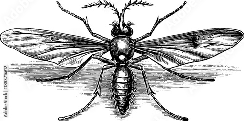 Vintage botanical engraving of mosquito insect for scientific study and design