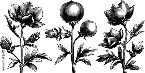 Mustard seed pods vintage botanical study for retro design and decoration