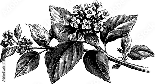 Vintage mustard plant botanical illustration for retro design and print