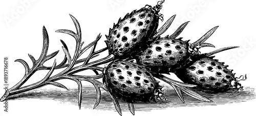 Vintage botanical study of mustard seed pods for design and decoration