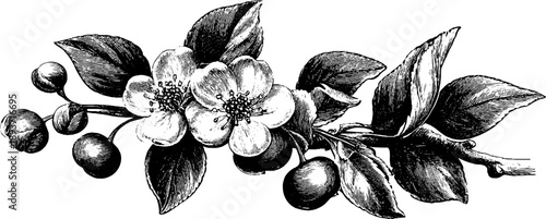 Vintage botanical engraving of floral branch with leaves and blossoms