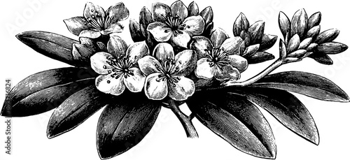 Vintage botanical heraldic medallion with floral engraving for retro designs