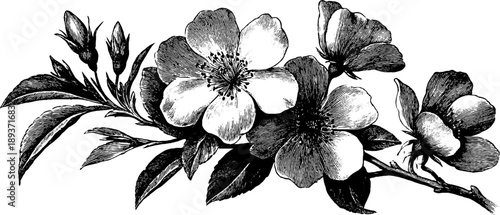 Vintage botanical heraldic medallion design featuring engraved floral illustration