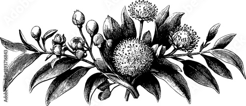 Vintage botanical heraldic medallion design with blank center for customization