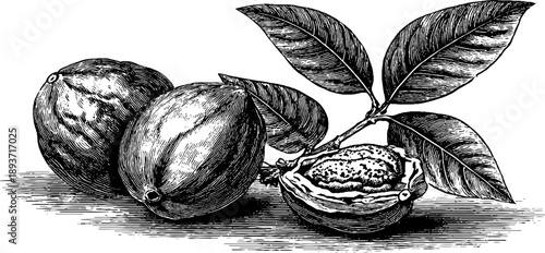 Vintage botanical nutmeg engraving with shell and leaves for design
