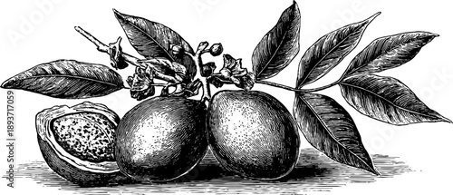 Vintage botanical engraving of whole nutmeg spice with shell for retro design