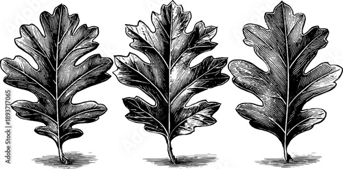Vintage oak leaf botanical study engraving for classic design