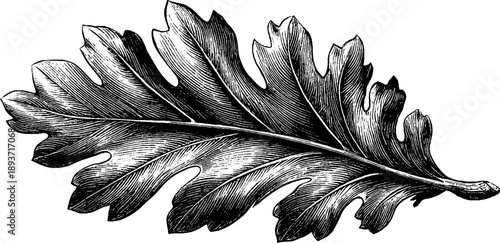 Detailed botanical study of 19th century oak leaf venation for design and decor