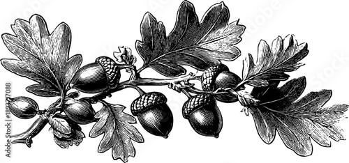 Intricate vintage oak tree branch with leaves and acorns botanical design for decoration