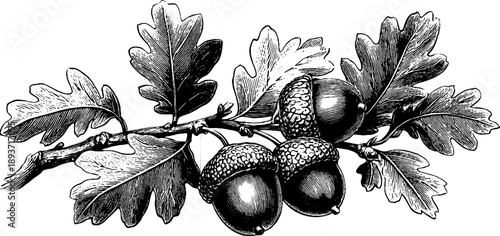 Vintage botanical illustration of oak tree branch with leaves and acorns