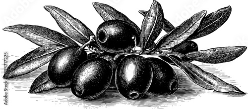 Vintage botanical illustration of olive pit and seed from 19th century