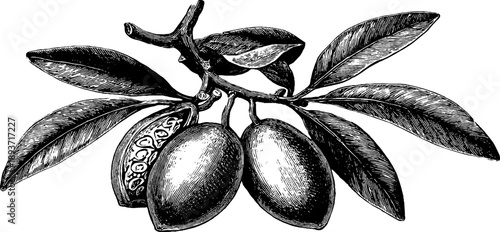 19th century vintage botanical engraving of olive pit and seed illustration