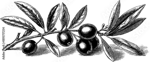 Vintage botanical olive tree branch with fruit and leaves sketch - design for print