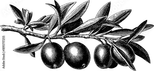 Vintage botanical olive tree branch with fruit and leaves for design
