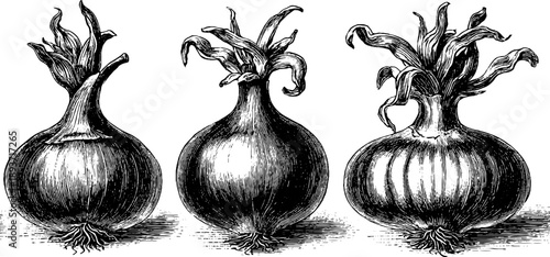 Vintage onion bulb botanical study engraving from the 19th century