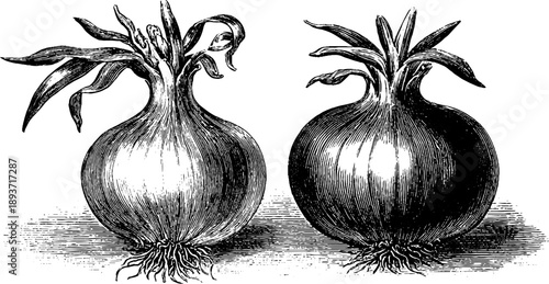 Vintage 19th century botanical study of onion bulbs for design use