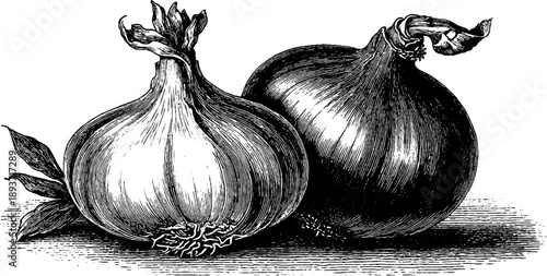 Vintage onion bulb botanical study engraving from 19th century for retro design projects
