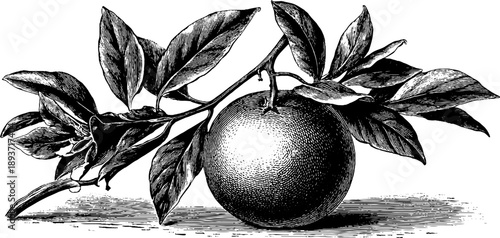 Botanical study of 19th century orange fruit with peel in vintage engraving style for historical illustration