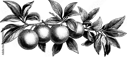 Vintage botanical illustration of orange tree branch with fruit for design