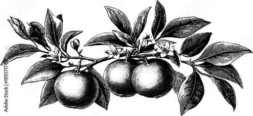 Orange tree branch with fruit vintage botanical design for prints and cards