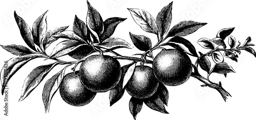 Vintage botanical engraving of orange tree branch with fruit for retro design
