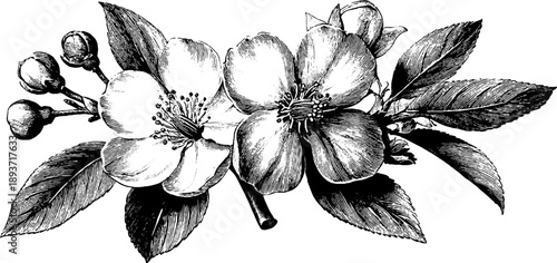 Vintage botanical illustration of ornamental crest frame with floral design for decoration