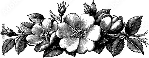 Vintage botanical ornamental crest frame - hand drawn floral design for decoration