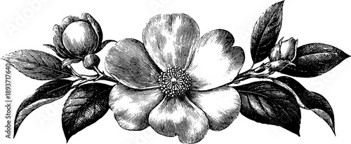 Vintage botanical ornamental crest frame with engraved floral design for artistic decor