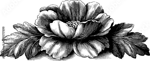 Vintage botanical medallion emblem with ornamental floral design for decorative use