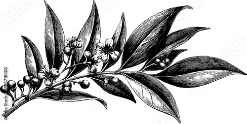 Ornamental botanical moulding design for vintage engraving projects