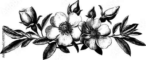 Ornamental botanical moulding design with vintage floral engraving