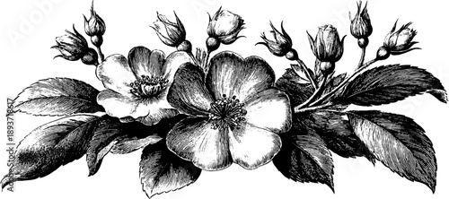 Ornamental shield with vintage botanical engraving for design