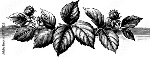 Intricate ornate frame with symmetrical leaf pattern for vintage botanical design