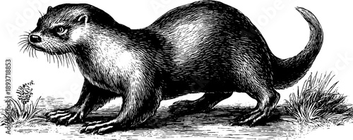 Vintage engraving of river otter in 19th century botanical study