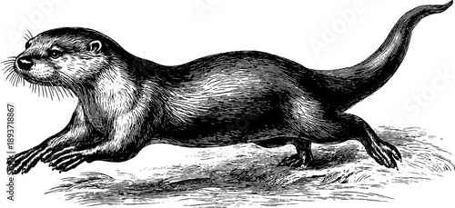 Vintage otter swimming in anatomical pose with botanical engraving design