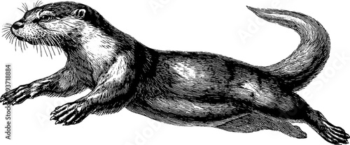 Vintage otter swimming pose in botanical engraving style