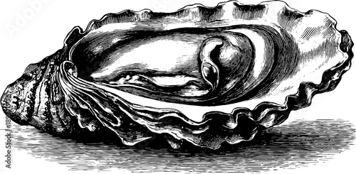 Vintage botanical oyster shell engraving - natural specimen art for design and decor