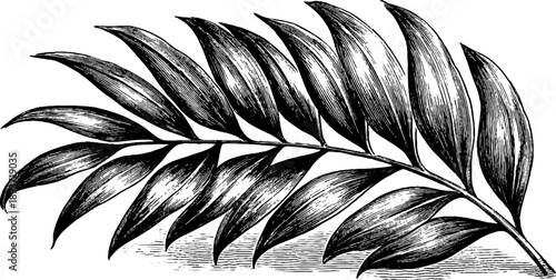 Vintage botanical palm leaf sketch with segmented structure for retro design