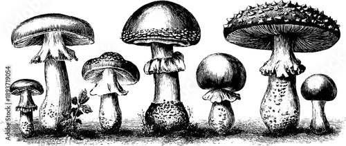 Parasol mushroom vintage botanical engraving - tall specimen sketch for design