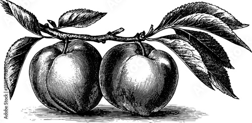 Vintage botanical engraving of peach stone and seed – hand drawn illustration for retro design