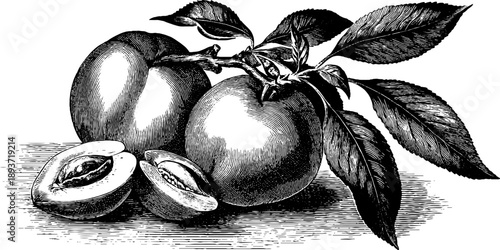Vintage botanical illustration of peach with stone and leaves for design and decor