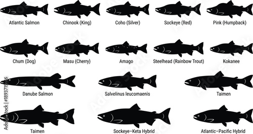 Salmon & Salmonid Species Silhouette Vector Set