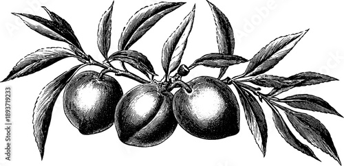 Vintage botanical illustration of peach stone and seed engraving for retro design